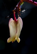 Dicentra oregana, Oregon Bleeding Heart